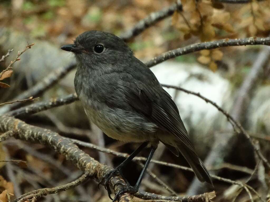 Petroica australis australis (Sparrman 1788)的圖片