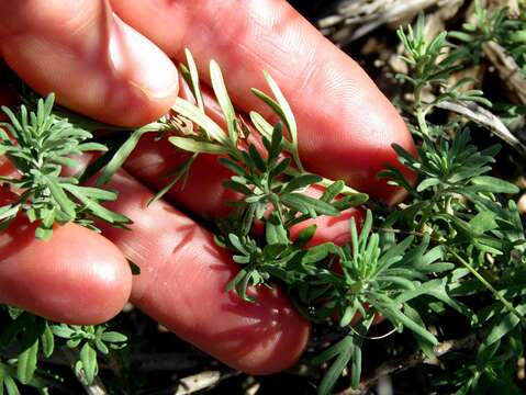 Image de Teucrium trifidum Retz.