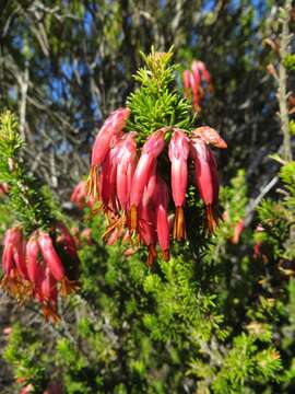 Image of Erica coccinea L.