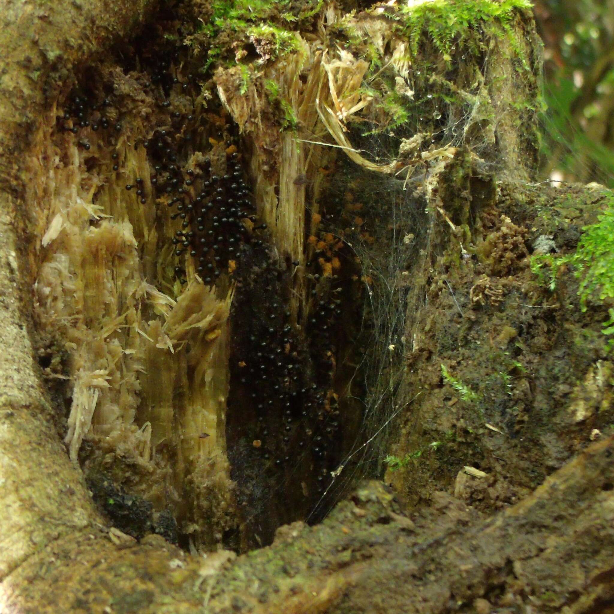 Image of Metatrichia floriformis