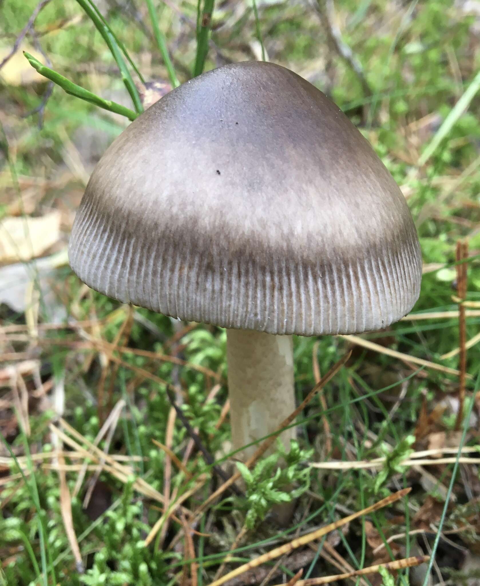 Image of Umber-zoned ringless amanita