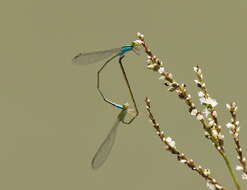 Image of Pseudagrion williamsoni Fraser 1922