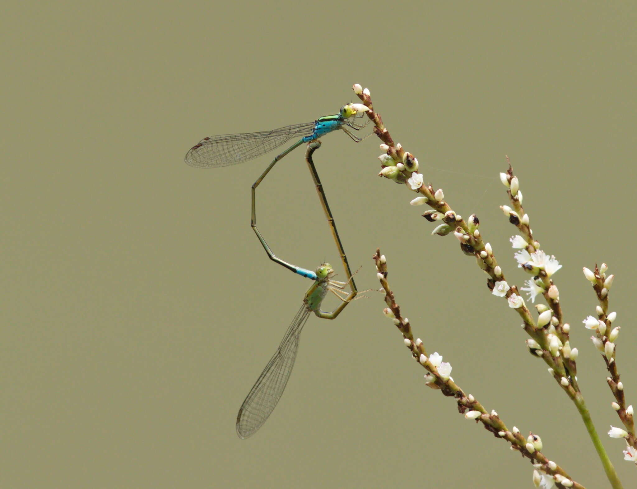 Image of Pseudagrion williamsoni Fraser 1922