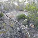 Image de Caladenia macroclavia D. L. Jones