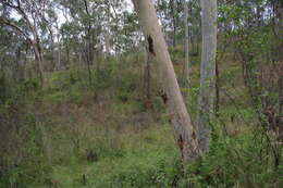 Image of lemonscented gum