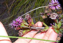 Image of Pentagonal Spoonfig