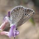 Image de Plebejus christophi (Staudinger 1874)