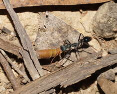 Image of Myrmecia tarsata Smith 1858