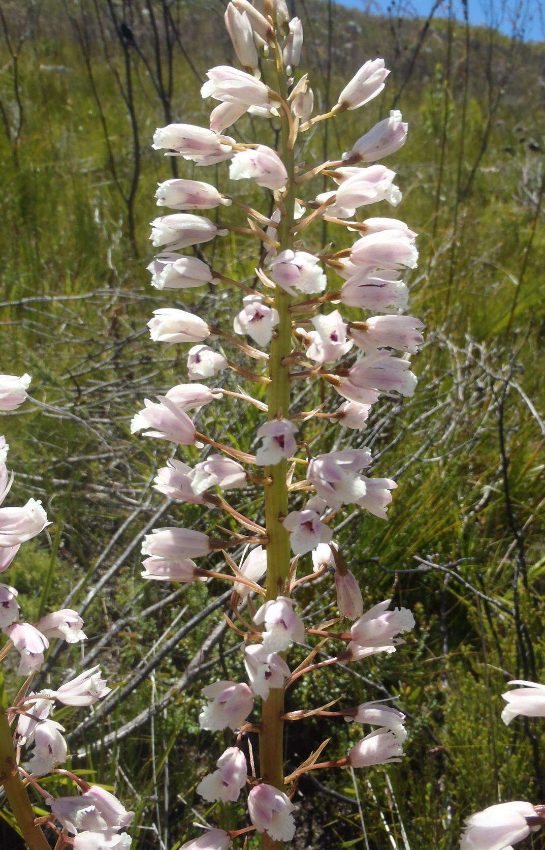 Acrolophia lunata (Schltr.) Schltr. & Bolus的圖片