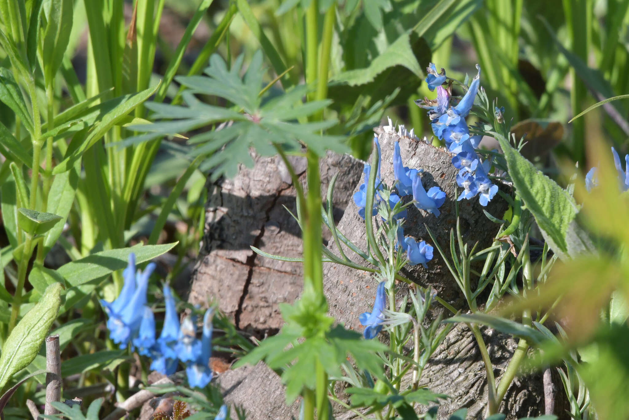 Imagem de Corydalis turtschaninovii Bess.