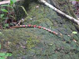 Image of Guatemala Neckband Snake