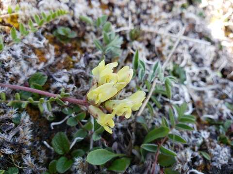 Слика од Oxytropis campestris (L.) DC.