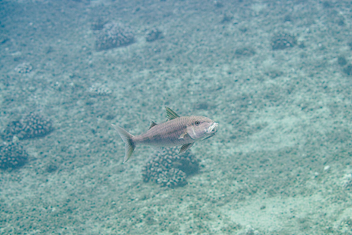 Image of Orange goatfish