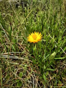 Image of <i>Xerochrysum palustre</i>