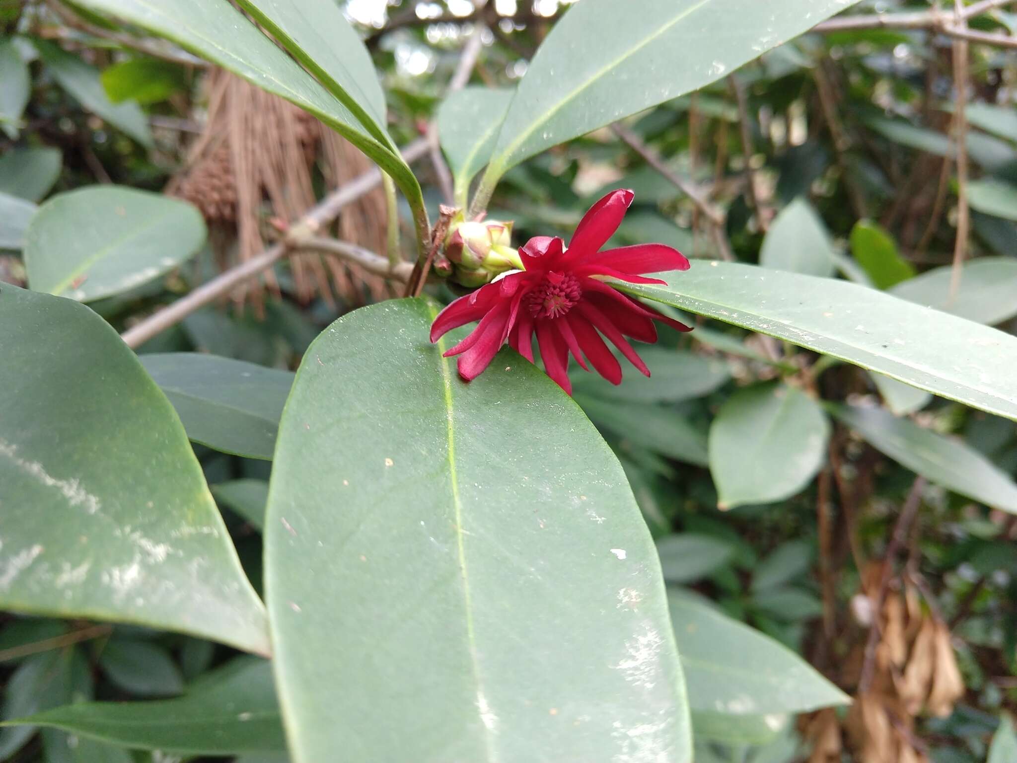 Image de Illicium floridanum Ellis