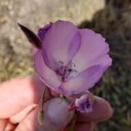 Plancia ëd Clarkia cylindrica subsp. clavicarpa W. S. Davis