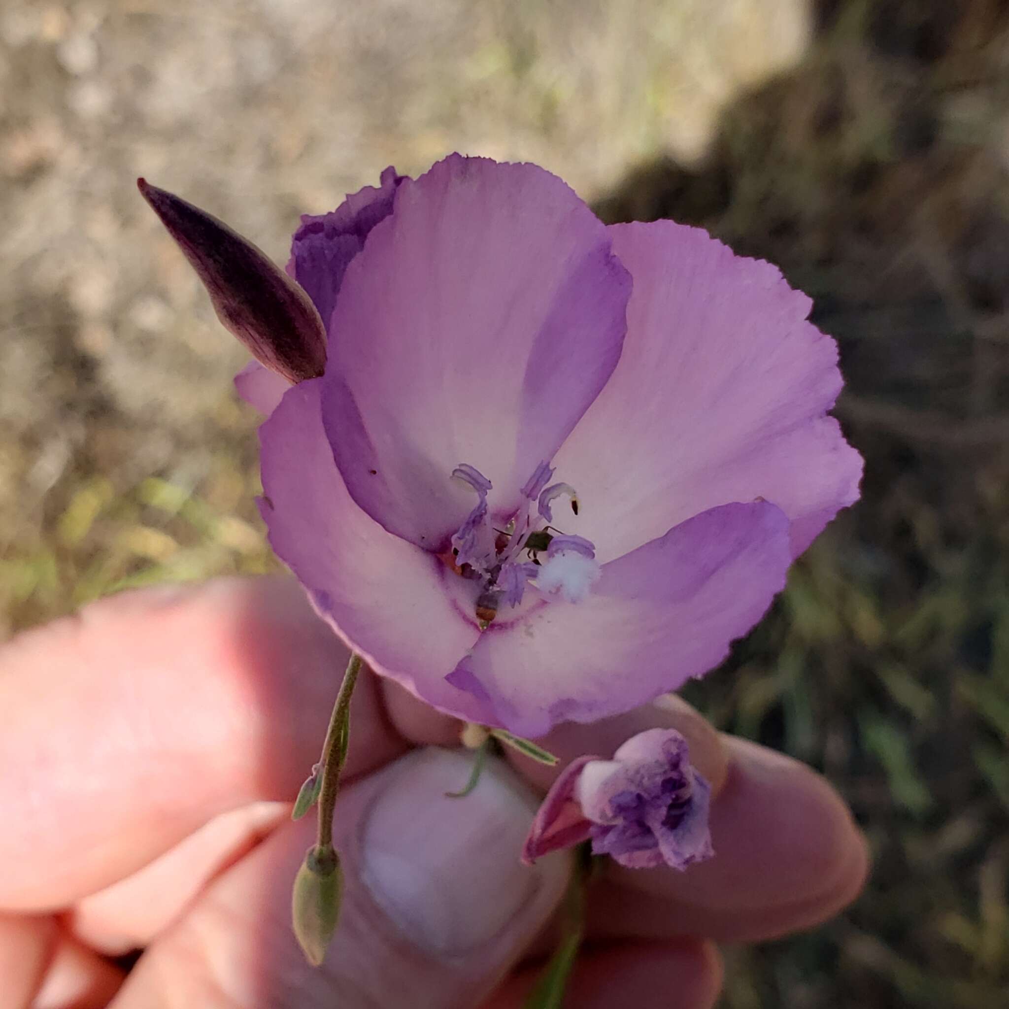 Plancia ëd Clarkia cylindrica subsp. clavicarpa W. S. Davis