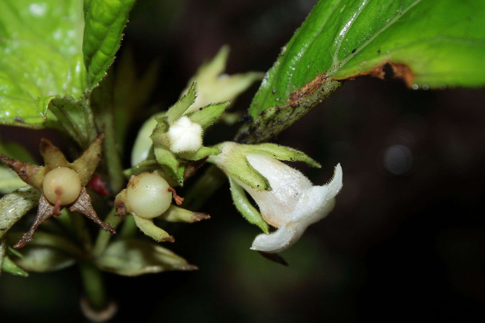 Image of Opposite-Leaf Cyrtandra