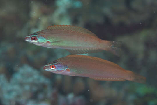 Image of Japanese wrasse