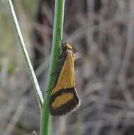 Image of Philobota ancylotoxa Meyrick 1884