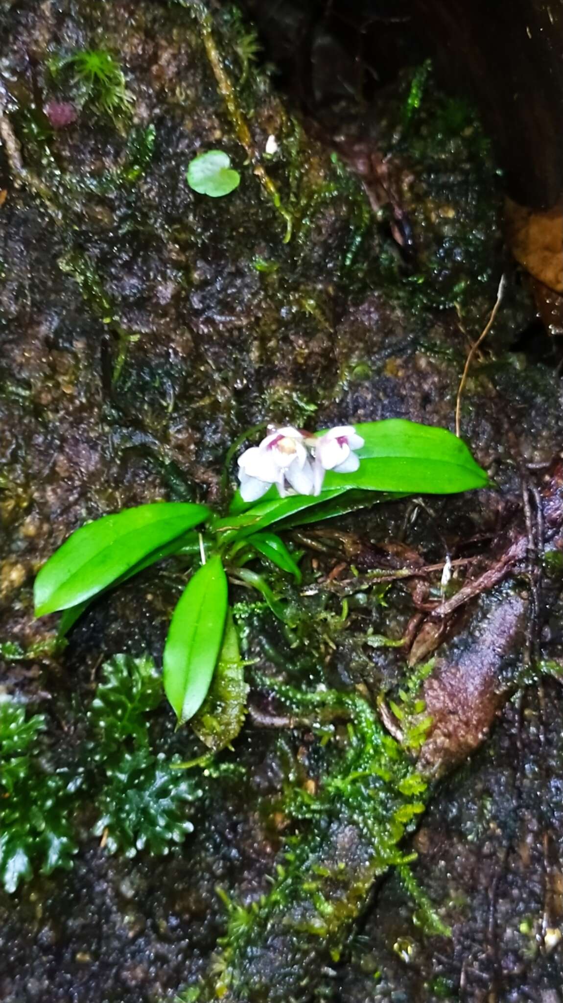 Imagem de Cheiradenia cuspidata Lindl.