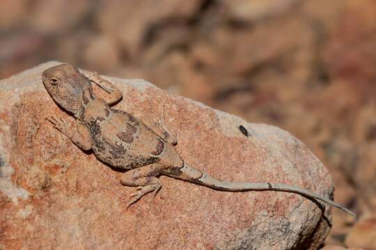 Image of Gibber Earless Dragon