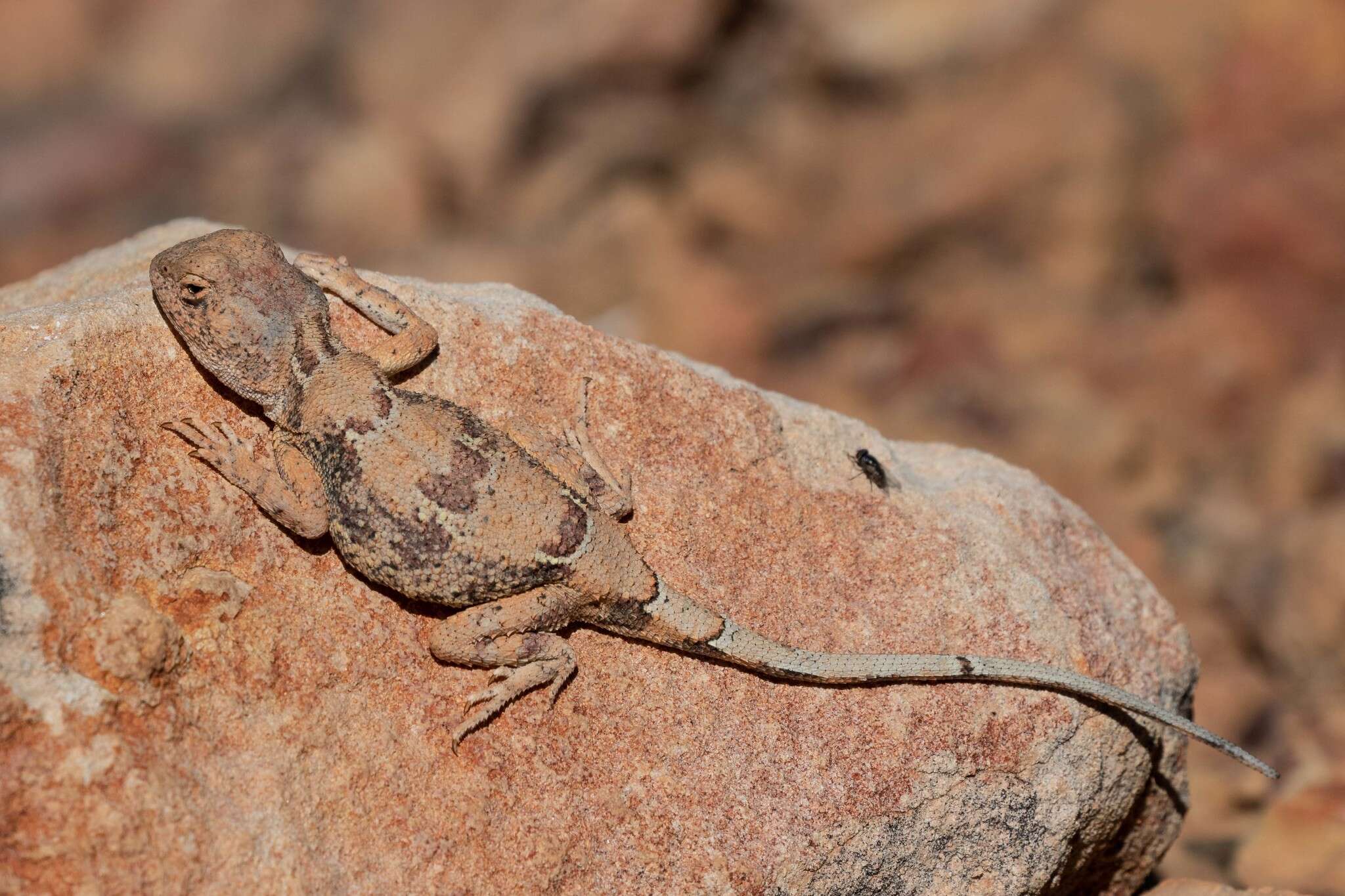 Image of Gibber Earless Dragon