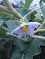 Image of Solanum lichtensteinii Willd.