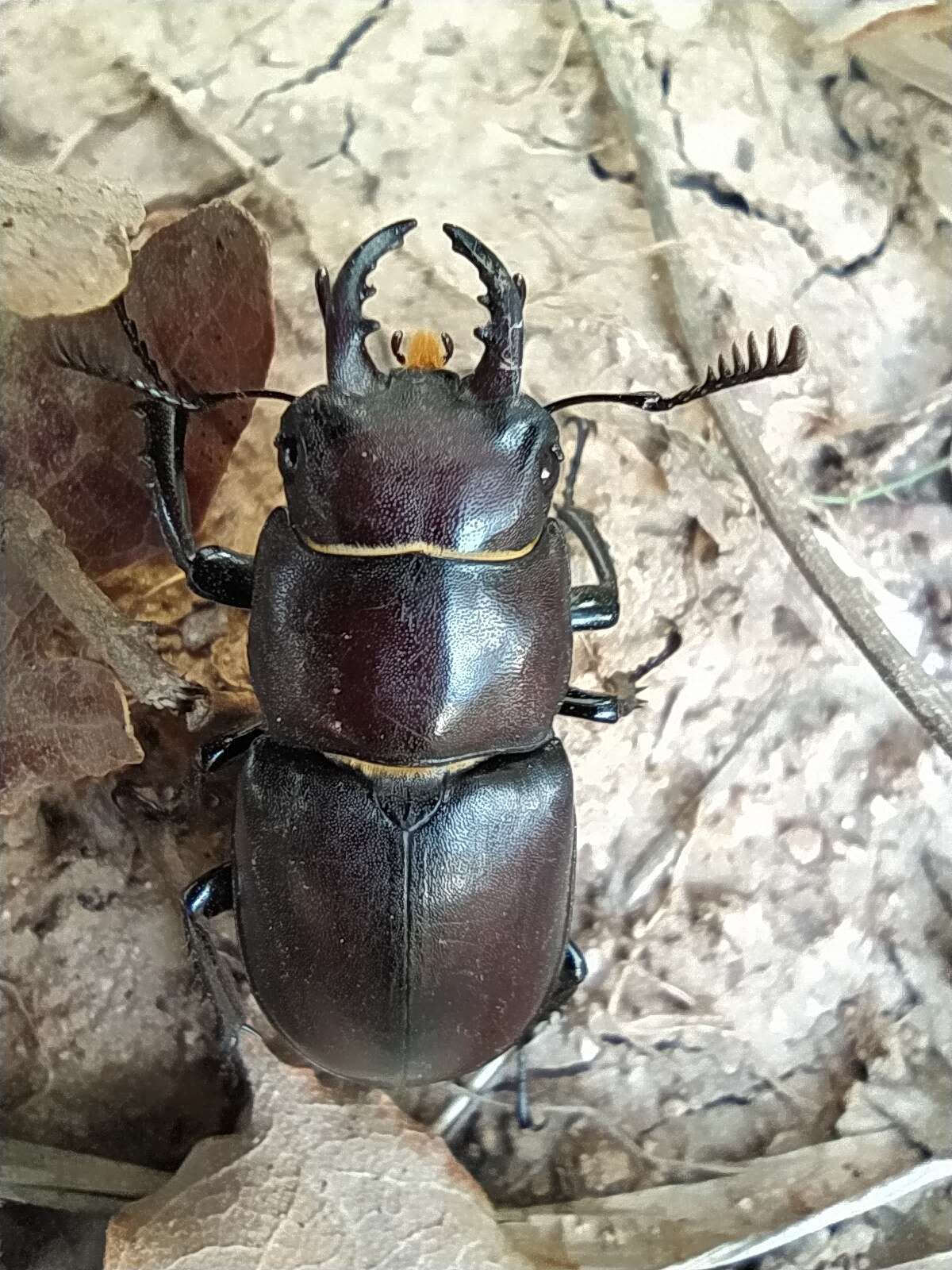 Image of Lucanus tetraodon Thunberg 1806