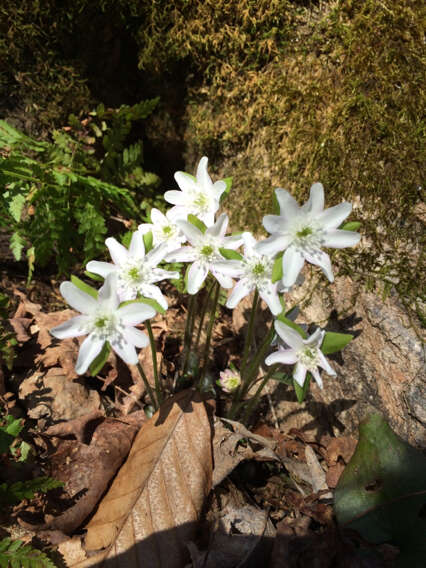 Sivun Hepatica nobilis var. acuta (Pursh) Steyermark kuva