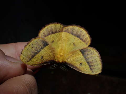 صورة Decachorda aspersa Bouvier 1927