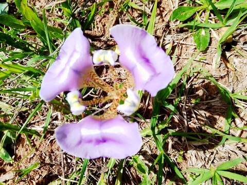 Cypella unguiculata (Baker) Roitman & J. A. Castillo resmi