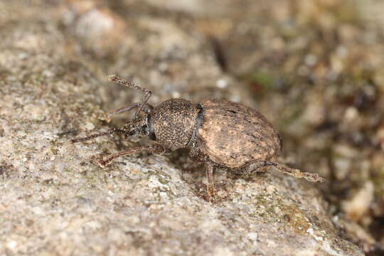 Image of Weevil