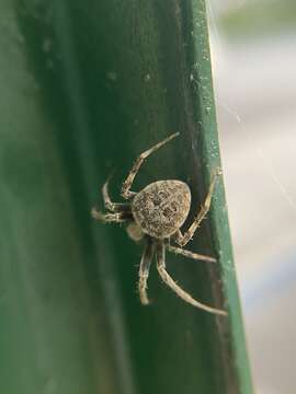 Image of Spotted orbweaver