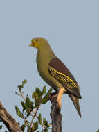 Image of Pompadour Green Pigeon