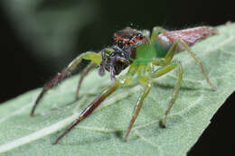 Artabrus erythrocephalus (C. L. Koch 1846) resmi