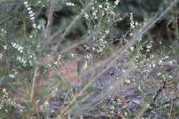 Image of Western Thornbill