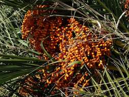 Image of Senegal date palm