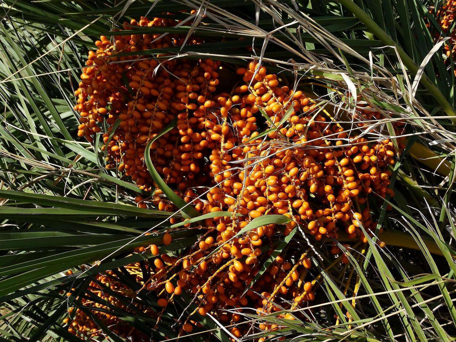 Image of Senegal date palm