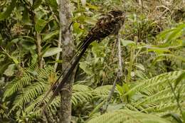 Image of Lyre-tailed Nightjar