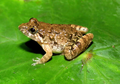 Image of Southern cricket frog