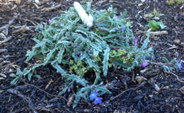 Imagem de Anchusa crispa subsp. maritima (Vals.) F Selvi & M. Bigazzi