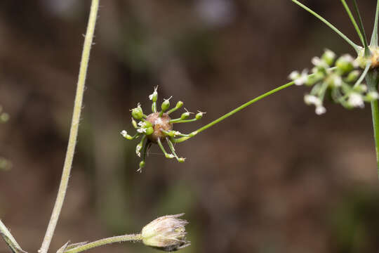 Imagem de Scaligeria napiformis (Willd. ex Spreng.) Grande