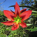 Imagem de Hippeastrum aulicum (Ker Gawl.) Herb.