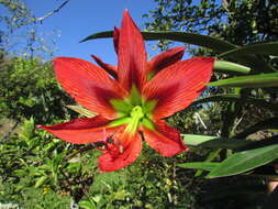 Image of Hippeastrum aulicum (Ker Gawl.) Herb.