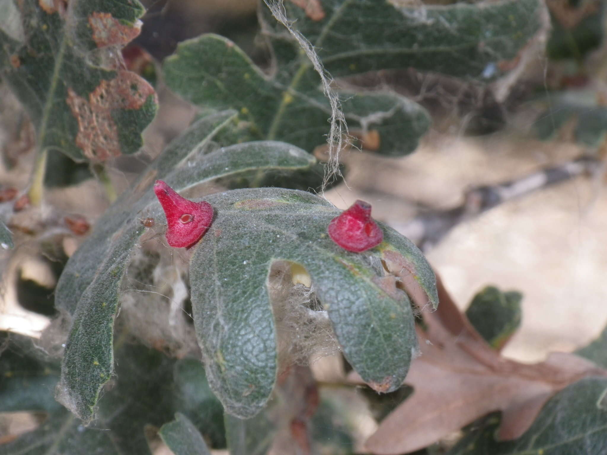 Image of Red Cone Gall Wasp