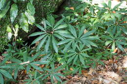 Image of Arisaema thunbergii subsp. urashima (H. Hara) H. Ohashi & J. Murata