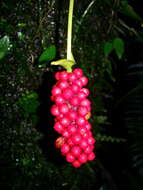 Image of Anthurium bakeri Hook. fil.