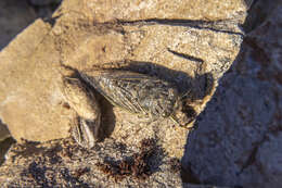 Image of greater alpine black cicada