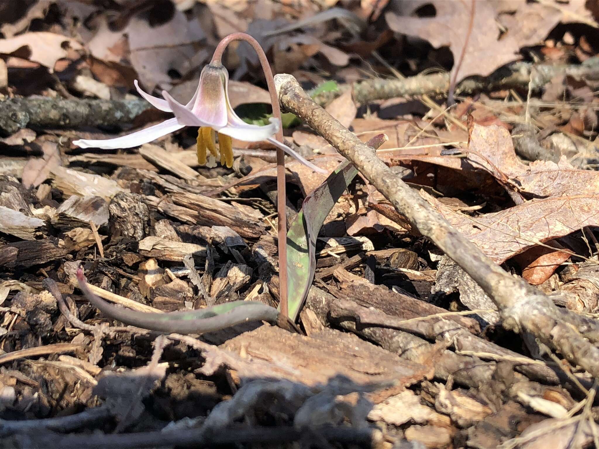 Image of midland fawnlily